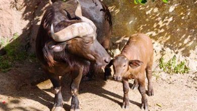 Photo of गजब! भैंस और बछड़े का कराया मुंडन संस्कार, दी सैकड़ों को दावत