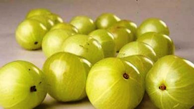 Photo of गुणों के भंडार आंवला का सर्दियों में सेवन हो सकता है नुकसानदेह, जानिए कैसे