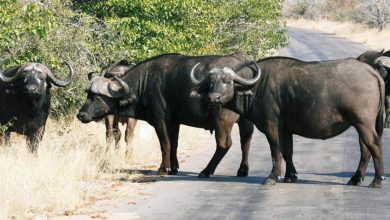 Photo of भैंस के गोबर करने पर मालिक को भरना पड़ा जुर्माना, जानिए पूरा मामला
