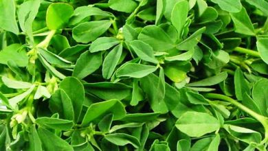 Photo of हरी सब्जियों में सभी साग हैं जबरदस्त फायदेमंद, जानिए किसमें हैं कौन से गुण