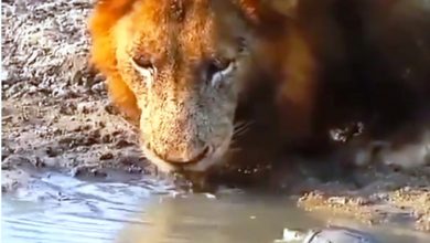 Photo of OMG! ‘जंगल के राजा’ को पानी नहीं पीने दिया इस नन्हे जीव ने, देखें मजेदार वीडियो