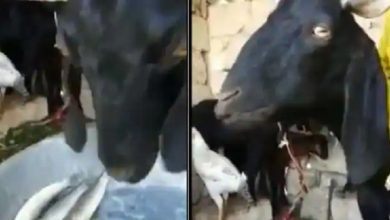 Photo of OMG! ये बकरी तो है मांसाहारी, खाती है मछली; आप भी देखें