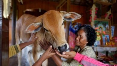 Photo of OMG! गाय से शादी कर महिला ने कहा- यह मेरे पति का पुनर्जन्म है