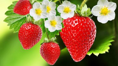 Photo of स्ट्रॉबेरी- फल एक, फायदे अनेक; आहार में जरूर करें शामिल