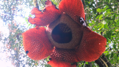 Photo of Corpse Flower: फूल से खुशबू के बजाए आती है लाश जैसी बदबू , साइंटिस्ट इसे बचाने में जुटे