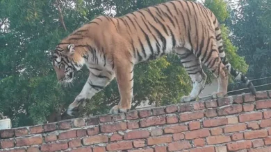 Photo of Viral Video: खतरा नहीं तो हमला नहीं, पीलीभीत में सन्यासी बना बाघ, वीडियो वायरल