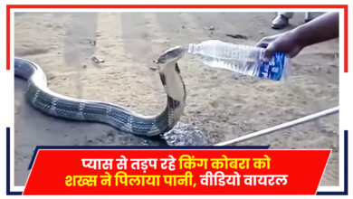 Photo of Viral News: जहरीले किंग Cobra को शख्स ने पिलाया पानी, वीडियो वायरल