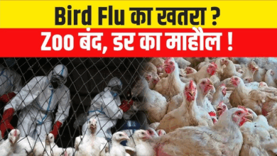 Photo of आसमान से शहर पर मंडरा रहा खतरा, गोरखपुर चिड़ियाघर Bird Flu की चपेट में?
