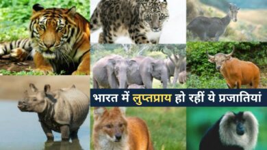 Photo of हिम तेंदुआ से बंगाल टाइगर तक… भारत में लुप्तप्राय हो रहीं ये प्रजातियां, जानें वजह