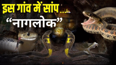 Photo of घर में मिला ‘नागलोक’; एक के बाद एक करके निकले 52 सांप, दहशत में परिवार