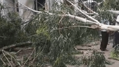 Photo of Howrah नगर निगम कार्यालय में गिरा पेड़, मौके पर 2 लोगों की मौत