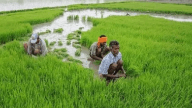 Photo of Samman Nidhi मिलने से गदगद हुए किसान, बोले-इससे बहुत मदद मिलती है