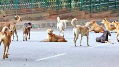 Photo of Noida में आवारा कुत्तों का आतंक, 7 महीनों में डॉग बाइट के एक लाख से ज्यादा मामले