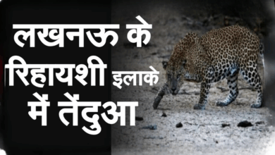 Photo of Lucknow News: लखनऊ के पॉश इलाके में घुसा तेंदुआ, लोगों ने दहशत में गुजारी रात
