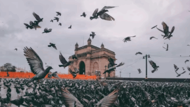Photo of Mumbai में कबूतरों को दाना डालना बना अपराध, चार लोगों पर केस दर्ज