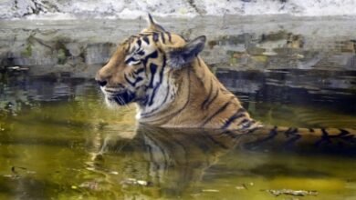 Photo of चिड़ियाघर में 24 घंटे में दो बाघिनों की मौत, उच्च स्तरीय जांच के आदेश