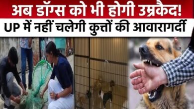 Photo of यूपी में कुत्तों की आयी शामत…मिलेगी ‘उम्रकैद’; सरकार का नया फरमान जारी