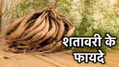 Photo of महिलाओं के लिए किसी वरदान से कम नहीं है शतावरी, जानें फायदे