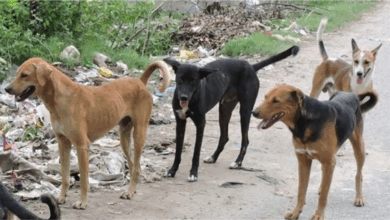 Photo of कलयुगी मां ने नवजात को जन्म के तुरंत बाद फेंका, आवारा कुत्तों ने बचाई जान