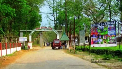 Photo of आसाम का मानस नेशनल पार्क: मौत के साए से उभरकर पुनर्जीवन की अनोखी मिसाल