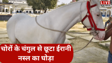 Photo of UP News: मिल गया ईरानी नस्ल का बेशकीमती घोड़ा, लखनऊ से चोरी कर उन्नाव ले गया था आरोपी