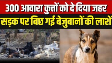 Photo of तीन दिन… 300 मौतें, तेलंगाना में आवारा कुत्तों का कत्लेआम