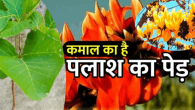 Photo of स्किन करेगी गलो और पेट रहेगा साफ, जानें पलाश के पत्तों के जबरदस्त फायदे