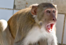 Photo of होली के दिन दर्दनाक हादसा: बंदरों के हमले से दिव्यांग किसान की मौत