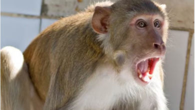 Photo of UP में बंदरों का आतंक! छत पर खाना खा रहे दिव्यांग किसान की गई जान