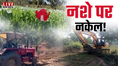 Photo of बरेली में अफीम की अवैध खेती का भंडाफोड़, ANTF की छापेमारी में 2 करोड़ की फसल जब्त