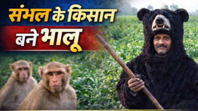 Photo of Sambhal में ‘भालू’ बने किसान, बंदरों के आतंक से बचाने लगा देसी जुगाड़…