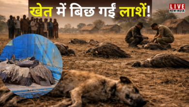 Photo of UP News: ग्रामीणों की गलती बनी काल! 25 गिद्धों की मौत से मचा हड़कंप…