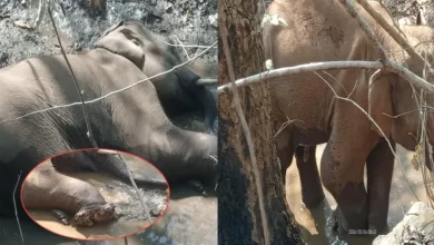 Photo of Jharkhand के जंगल में धमाका… IED की चपेट में आया हाथी, हालत नाजुक