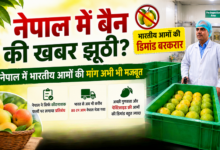 Photo of नेपाल में बैन की खबर झूठी? भारतीय आमों की डिमांड बरकरार; व्यापारियों का बड़ा दावा