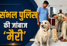 Photo of UP News: शाबाश मैरी! गमछा सूंघकर ढूंढ निकाला रेपिस्ट, संभल में ऐसे पकड़ा गया दुष्कर्मी