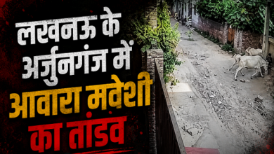 Photo of Lucknow News: अर्जुनगंज में सांड का खौफ, मासूम बच्चे को पटक-पटककर किया घायल