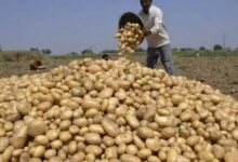 Photo of आलू किसानों की बल्ले-बल्ले! स्टोरेज पर ₹1/kg सब्सिडी, भाव गिरने पर भी मिलेगा सहारा…