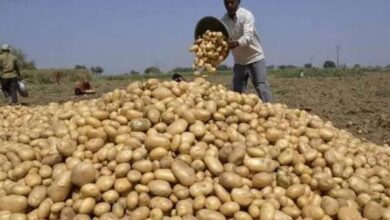 Photo of आलू किसानों की बल्ले-बल्ले! स्टोरेज पर ₹1/kg सब्सिडी, भाव गिरने पर भी मिलेगा सहारा…