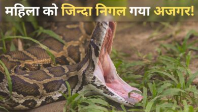 Photo of जंगल में लापता हुई महिला… अजगर के पेट से बरामद हुआ शव, तस्वीरें वायरल