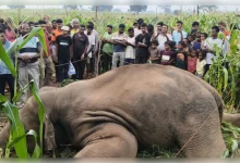 Photo of लातेहार में खेत बना हाथी के लिए मौत का जाल, करंट से दर्दनाक मौत