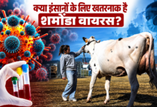 Photo of क्या इंसानों के लिए खतरनाक है शमोंडा वायरस? फ्रांस में मौत की खबर से बढ़ी चिंता…