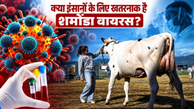 Photo of क्या इंसानों के लिए खतरनाक है शमोंडा वायरस? फ्रांस में मौत की खबर से बढ़ी चिंता…